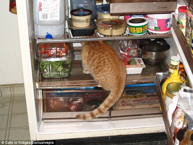 cat-in-fridge